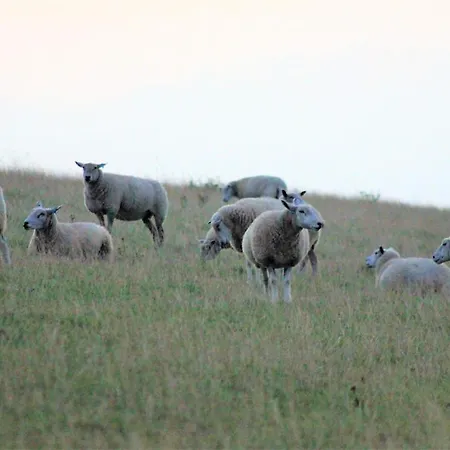 Apartment 50 4 S Waterkant Schillig