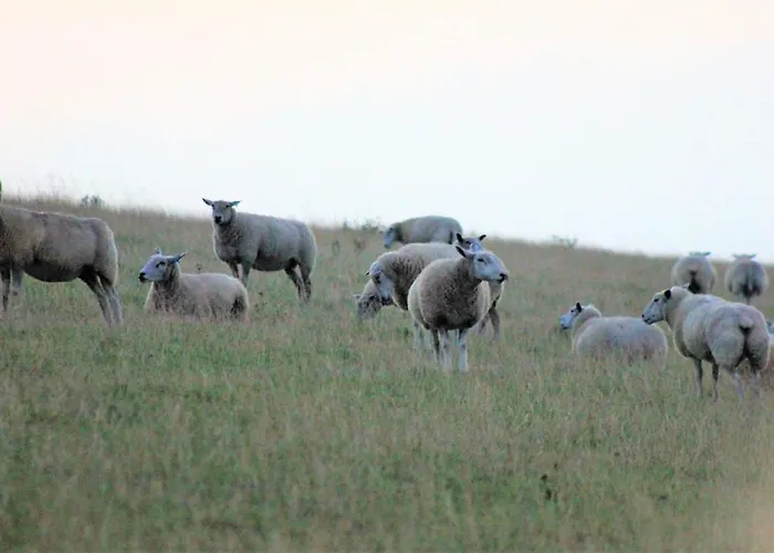 Διαμέρισμα 50 4 S Waterkant Schillig